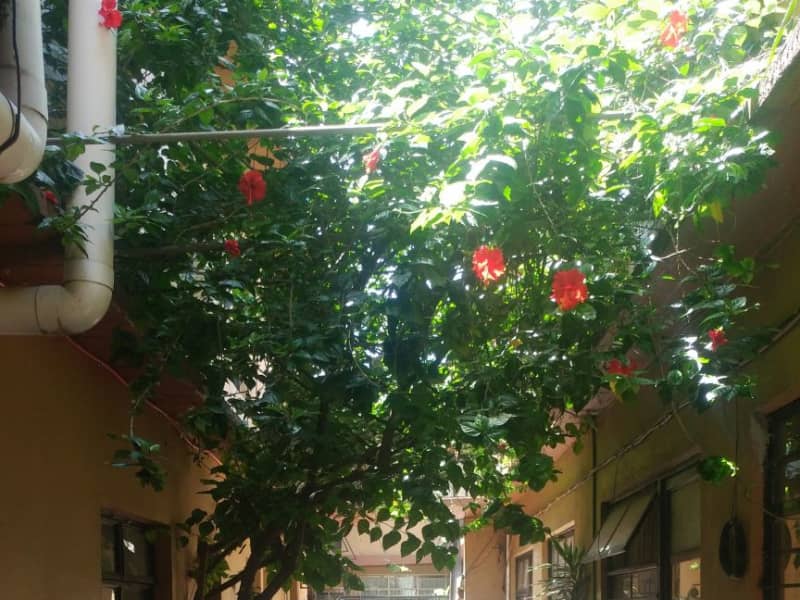 Housesitting assignment in Oaxaca de Juárez, Mexico