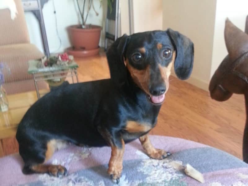 Housesitting assignment in Sonoma, California, United States