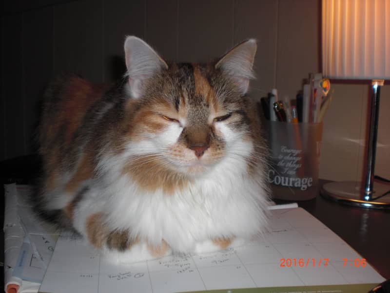 Kelly from Thorold, Ontario, Canada