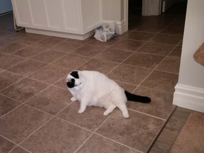 Housesitting assignment in Wellington, Ontario, Canada