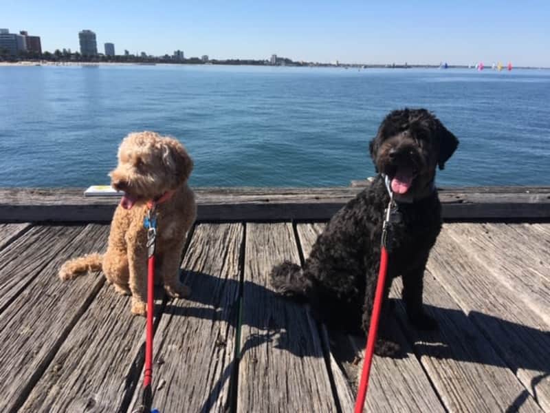 Housesitting assignment in Hampton, Victoria, Australia