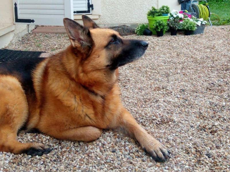Housesitting assignment in Saint-Germain-en-Laye, France