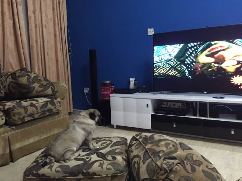 Housesitting assignment in Abu Dhabi, United Arab Emirates