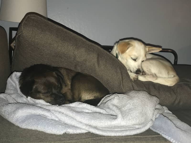Housesitting assignment in Alameda, California, United States