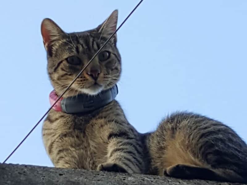 Housesitting assignment in Bad Säckingen, Germany