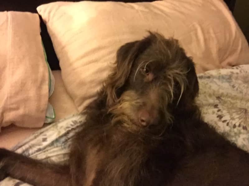 Housesitting assignment in South Surrey, British Columbia, Canada