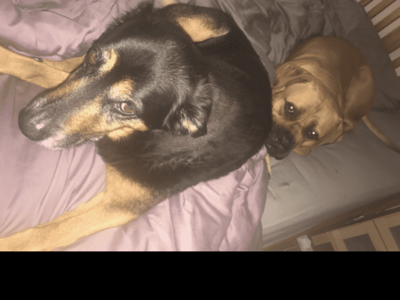Housesitting assignment in Torremolinos, Spain
