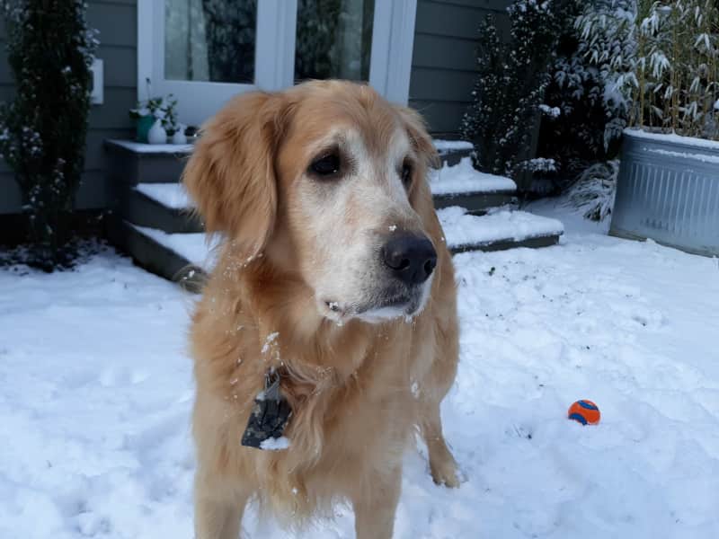Housesitting assignment in Vancouver, Washington, United States