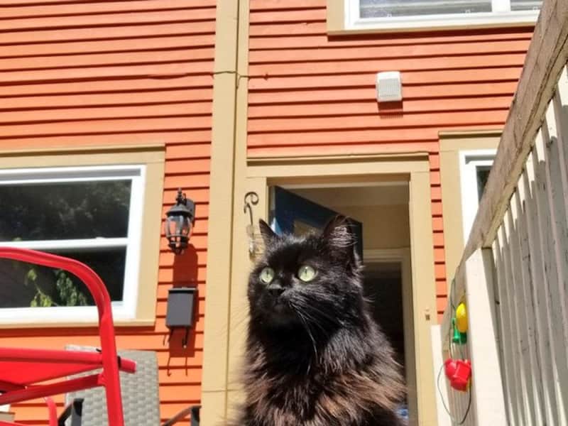 Housesitting assignment in St. John's, Newfoundland and Labrador, Canada