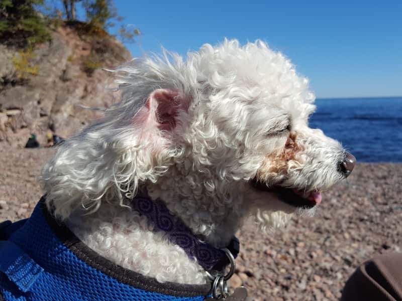Housesitting assignment in Los Alamos, New Mexico, United States