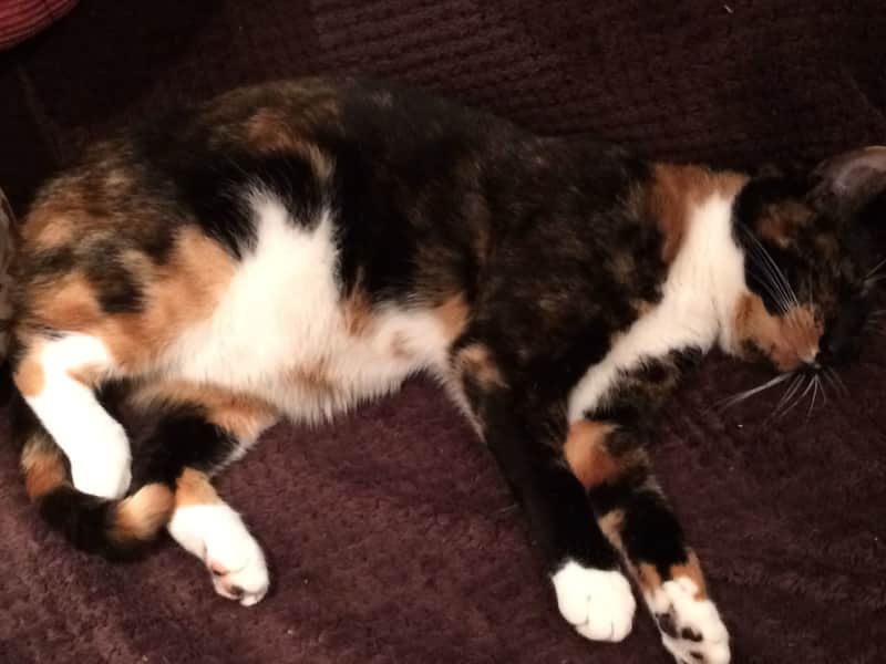 Housesitting assignment in Landshut, Germany