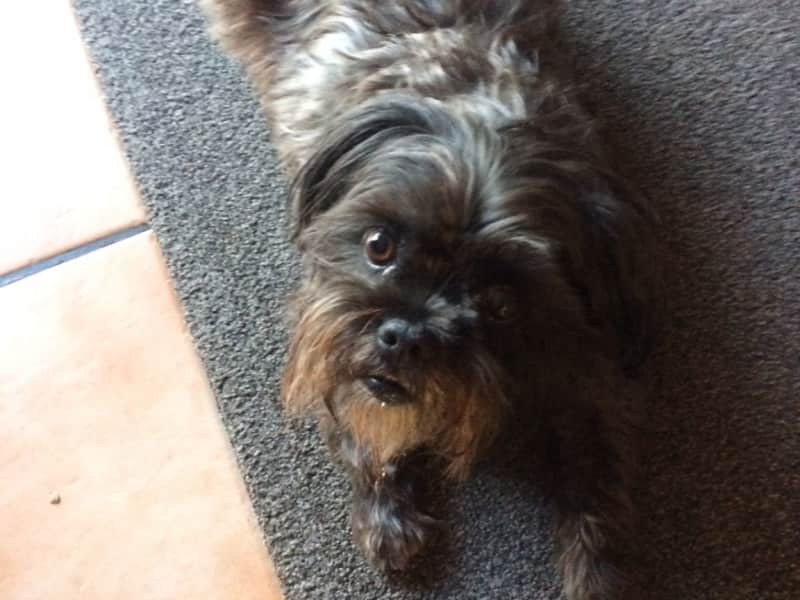 Housesitting assignment in Hamilton, New Zealand
