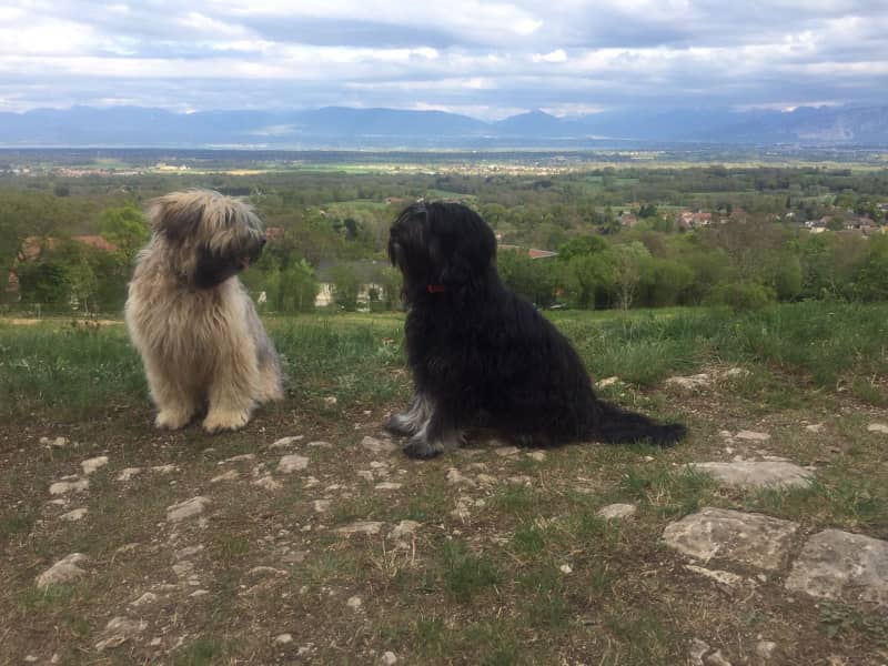 Housesitting assignment in Échenevex, France