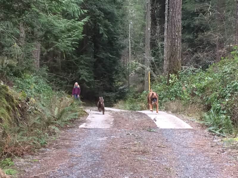 Housesitting assignment in Victoria, British Columbia, Canada