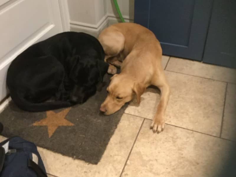 Housesitting assignment in Warwick, United Kingdom
