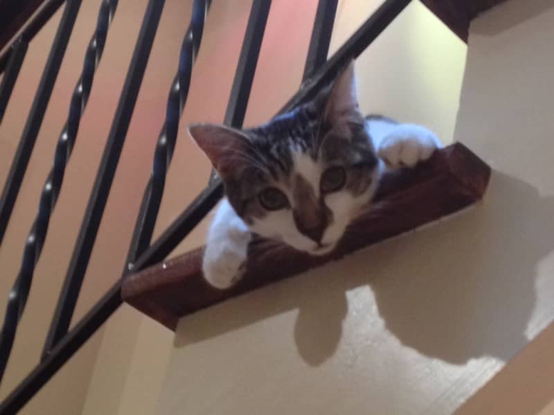 Housesitting assignment in Toronto, Ontario, Canada