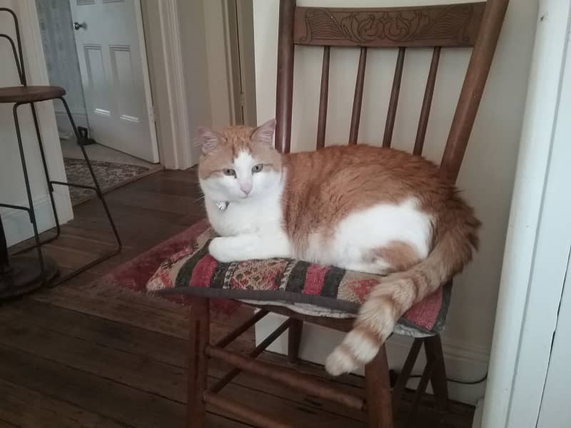 Housesitting assignment in Hobart, Tasmania, Australia