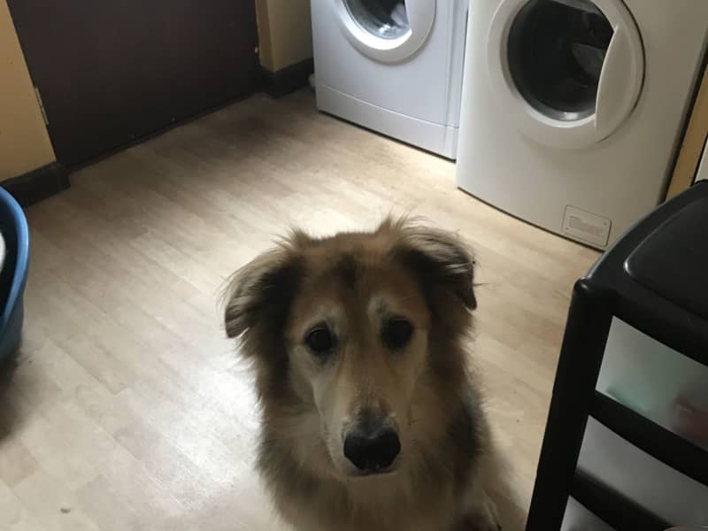 Housesitting assignment in Largs, United Kingdom