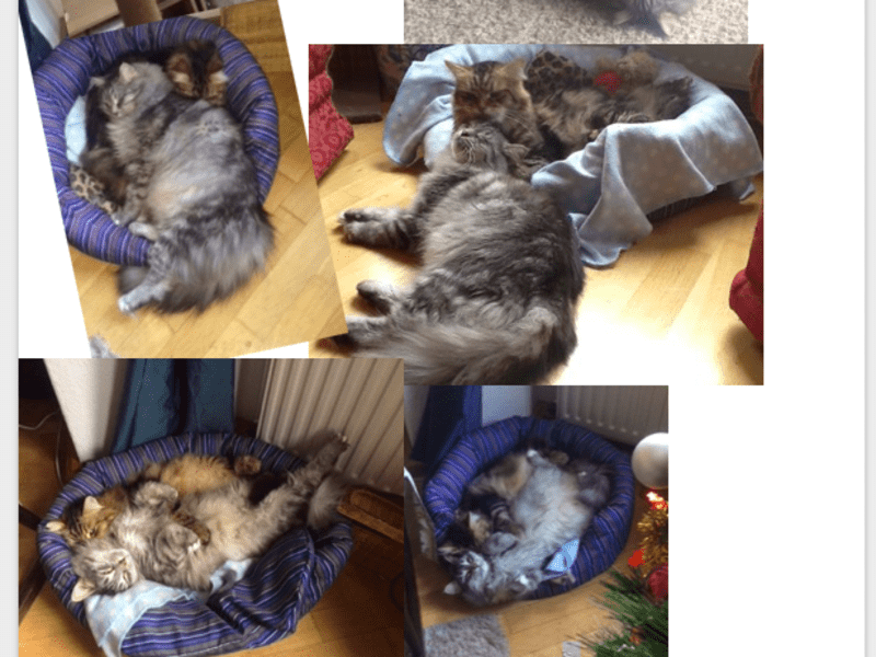 Housesitting assignment in Leipzig, Germany
