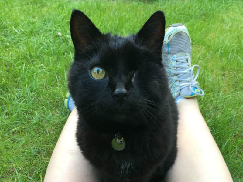 Housesitting assignment in Penge, United Kingdom