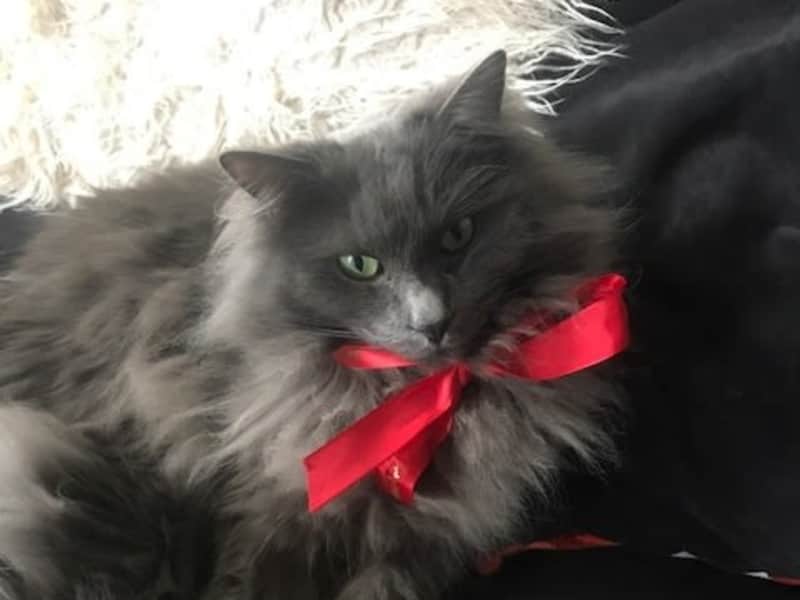 Housesitting assignment in Greenwich, United Kingdom