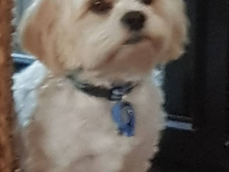Housesitting assignment in Success, Western Australia, Australia