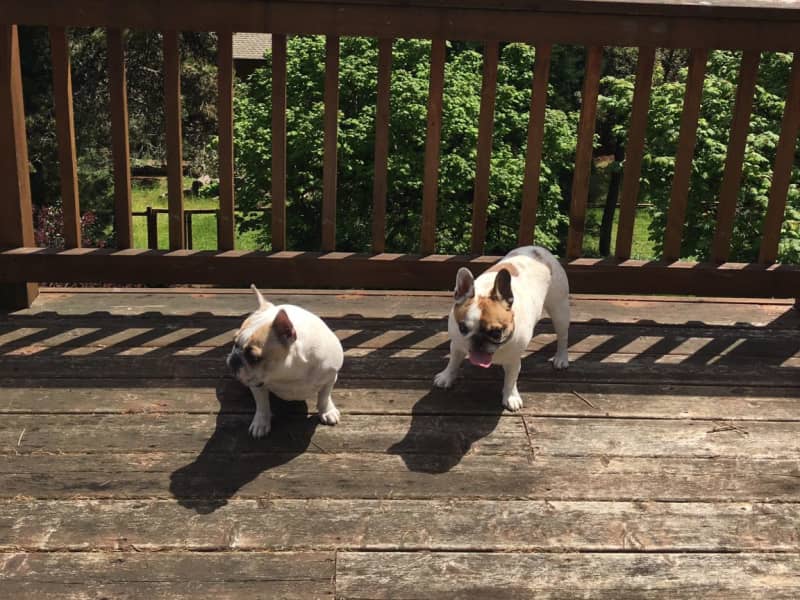 Housesitting assignment in Dundee, Oregon, United States