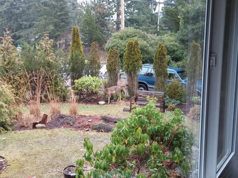 Housesitting assignment in Sooke, British Columbia, Canada