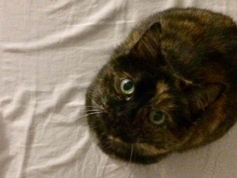 Housesitting assignment in Nîmes, France