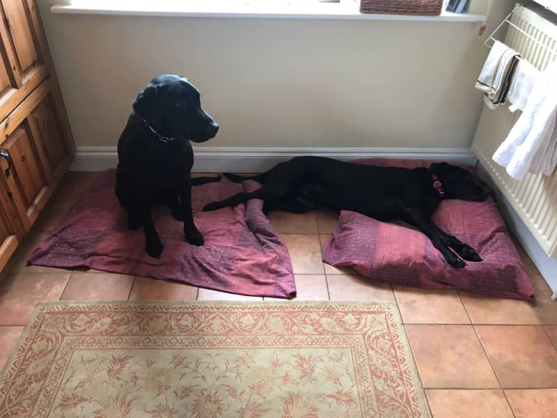 Housesitting assignment in Old Weston, United Kingdom