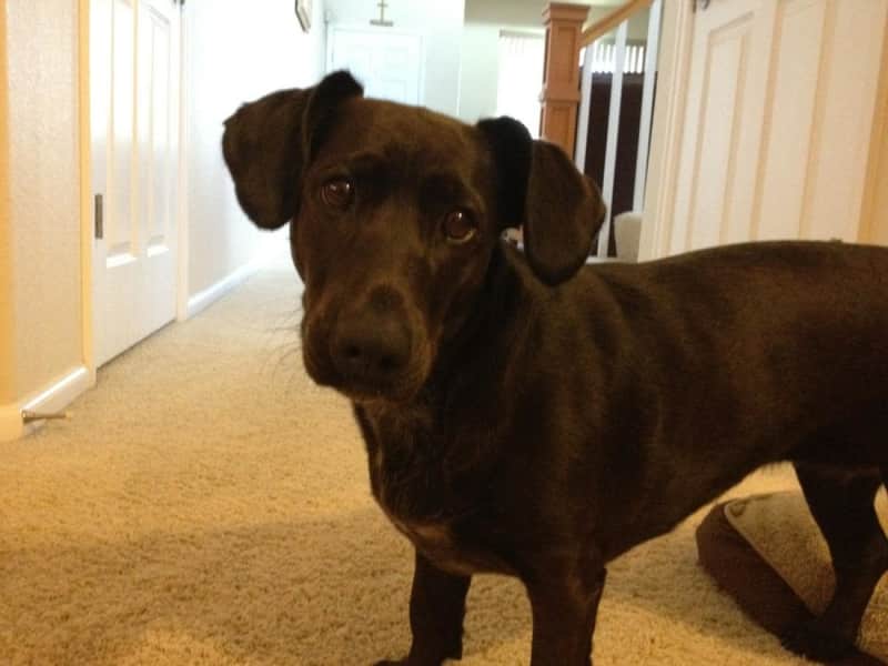 Housesitting assignment in Commerce City, Colorado, United States