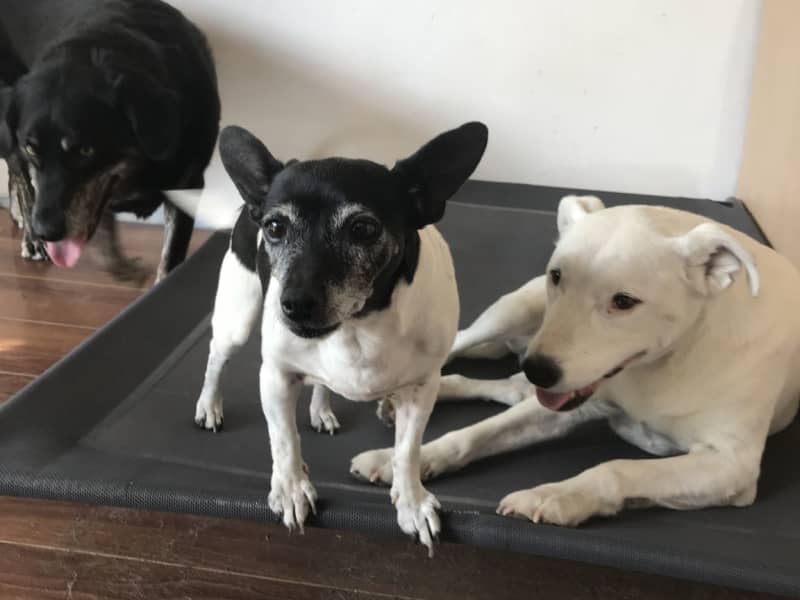Housesitting assignment in Reservoir, Victoria, Australia