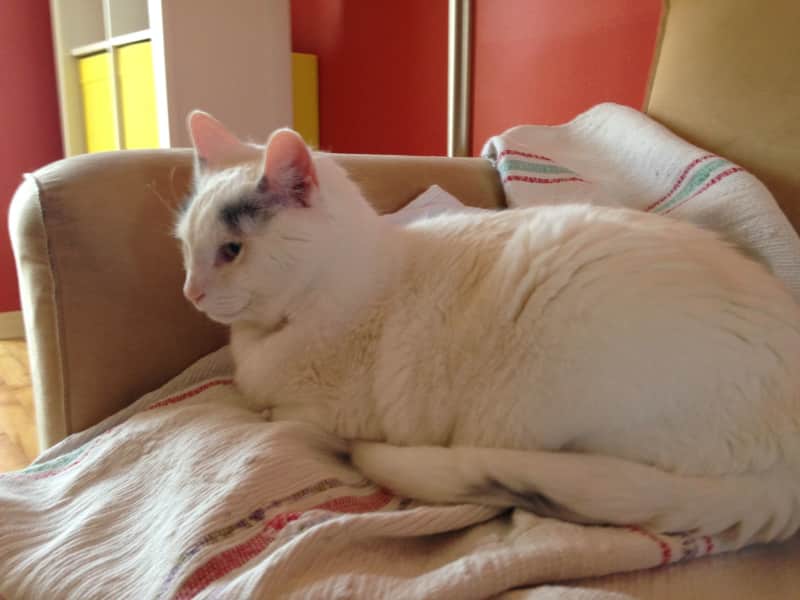 Housesitting assignment in Gatineau, Quebec, Canada