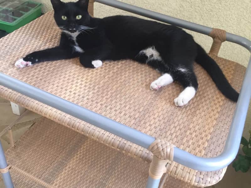 Housesitting assignment in Pissoúri, Cyprus