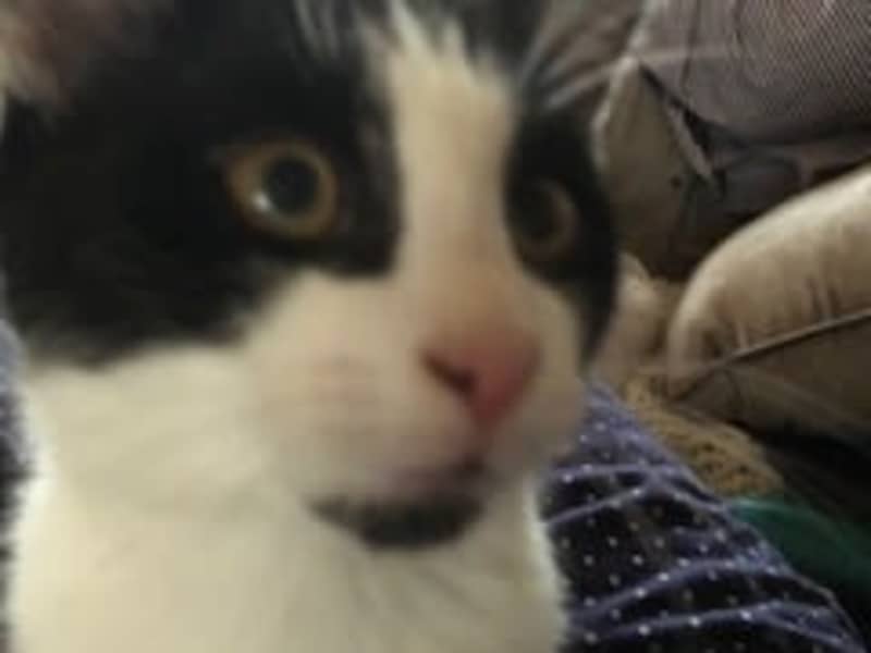 Housesitting assignment in Great Sankey, United Kingdom