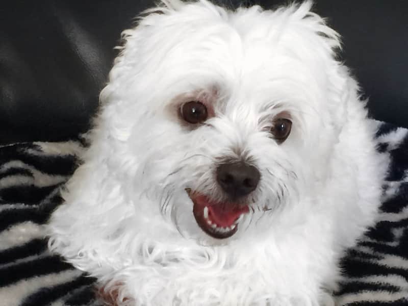 Housesitting assignment in Glenfield, New Zealand