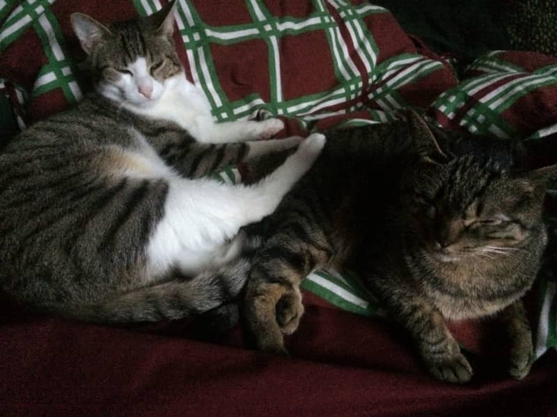 Housesitting assignment in Kaiserslautern, Germany