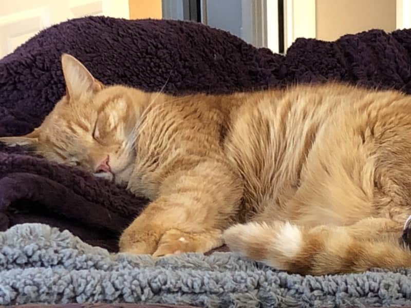 Housesitting assignment in River Point, Rhode Island, United States