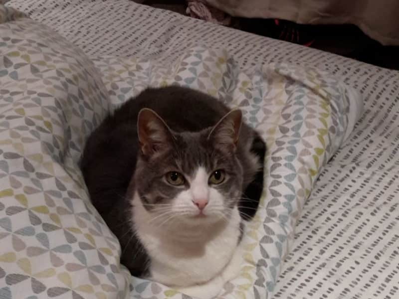 Housesitting assignment in Glasgow, United Kingdom