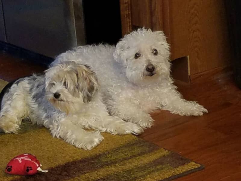 Housesitting assignment in Dallas, Pennsylvania, United States