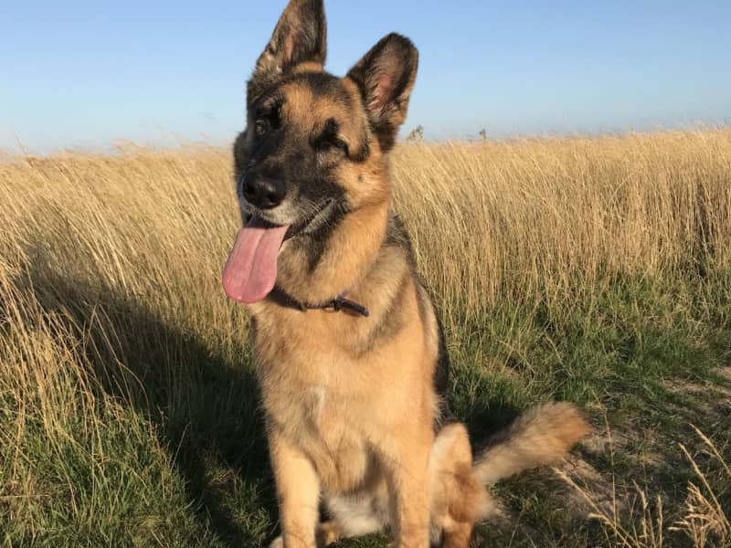 Housesitting assignment in Chichester, United Kingdom