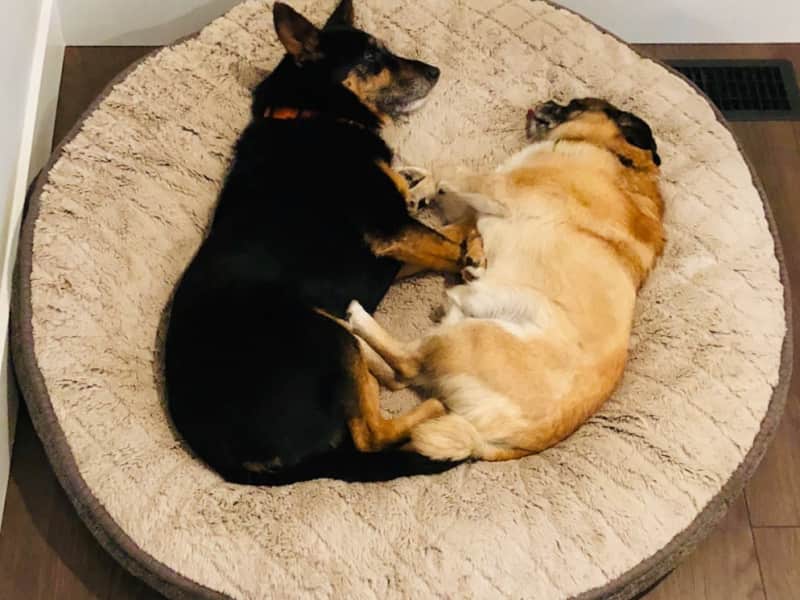 Housesitting assignment in Campbell River, British Columbia, Canada