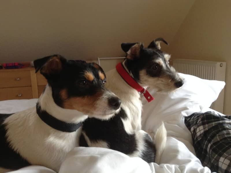 Housesitting assignment in Ashby de la Zouch, United Kingdom