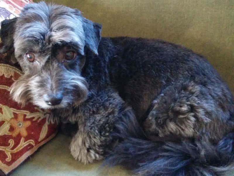 Housesitting assignment in Vancouver, British Columbia, Canada