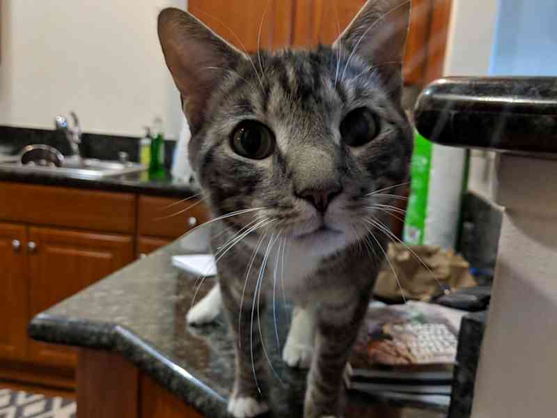 Housesitting assignment in San Jose, California, United States