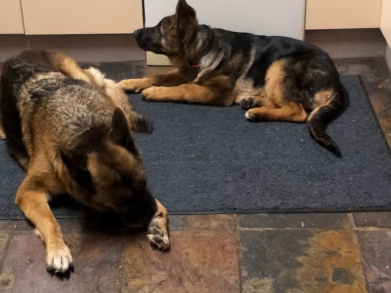 Housesitting assignment in Melbourne, Victoria, Australia