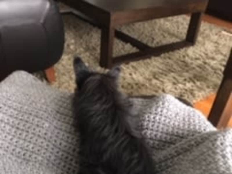 Housesitting assignment in Saskatoon, Saskatchewan, Canada