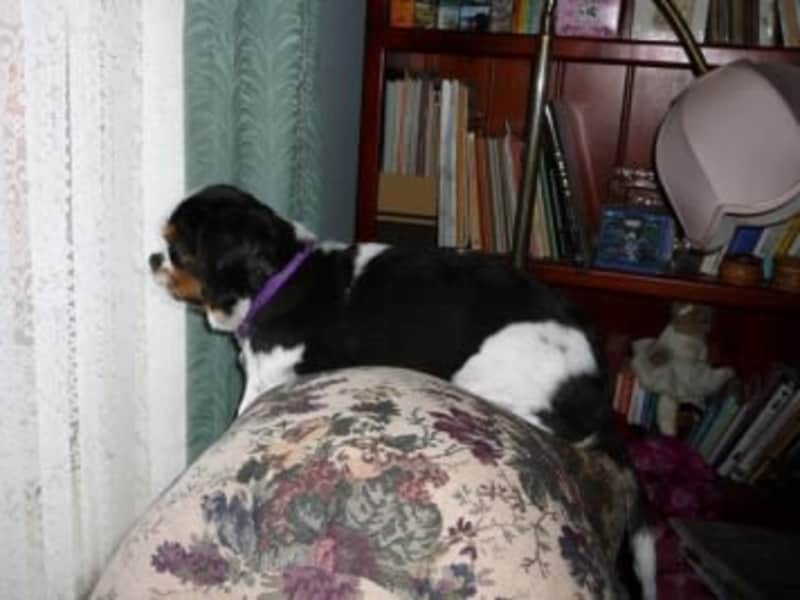 Pam from Swan Hill, Victoria, Australia