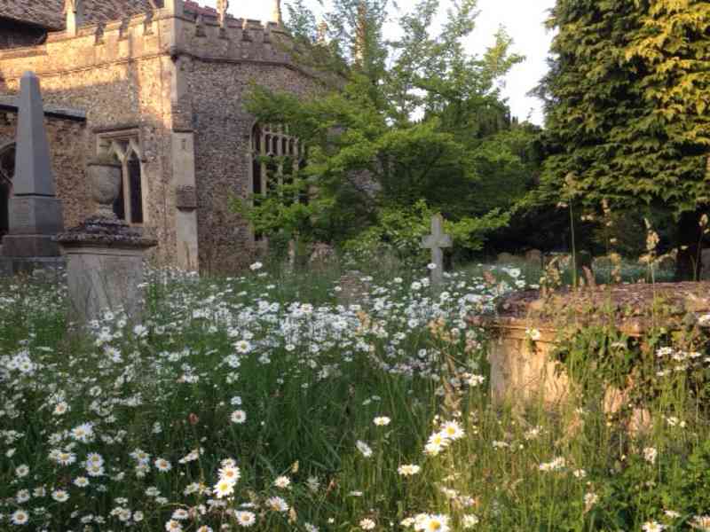 Housesitting assignment in Fulbourn, United Kingdom