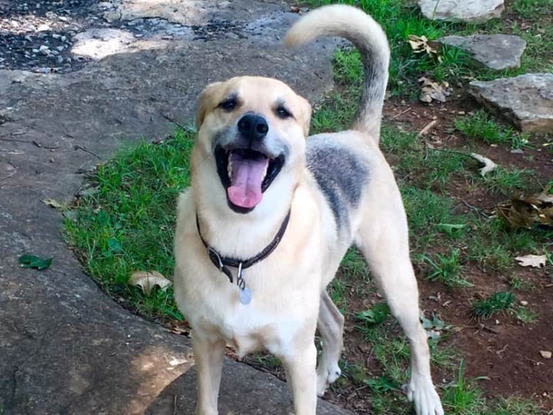 Housesitting assignment in Murfreesboro, Tennessee, United States